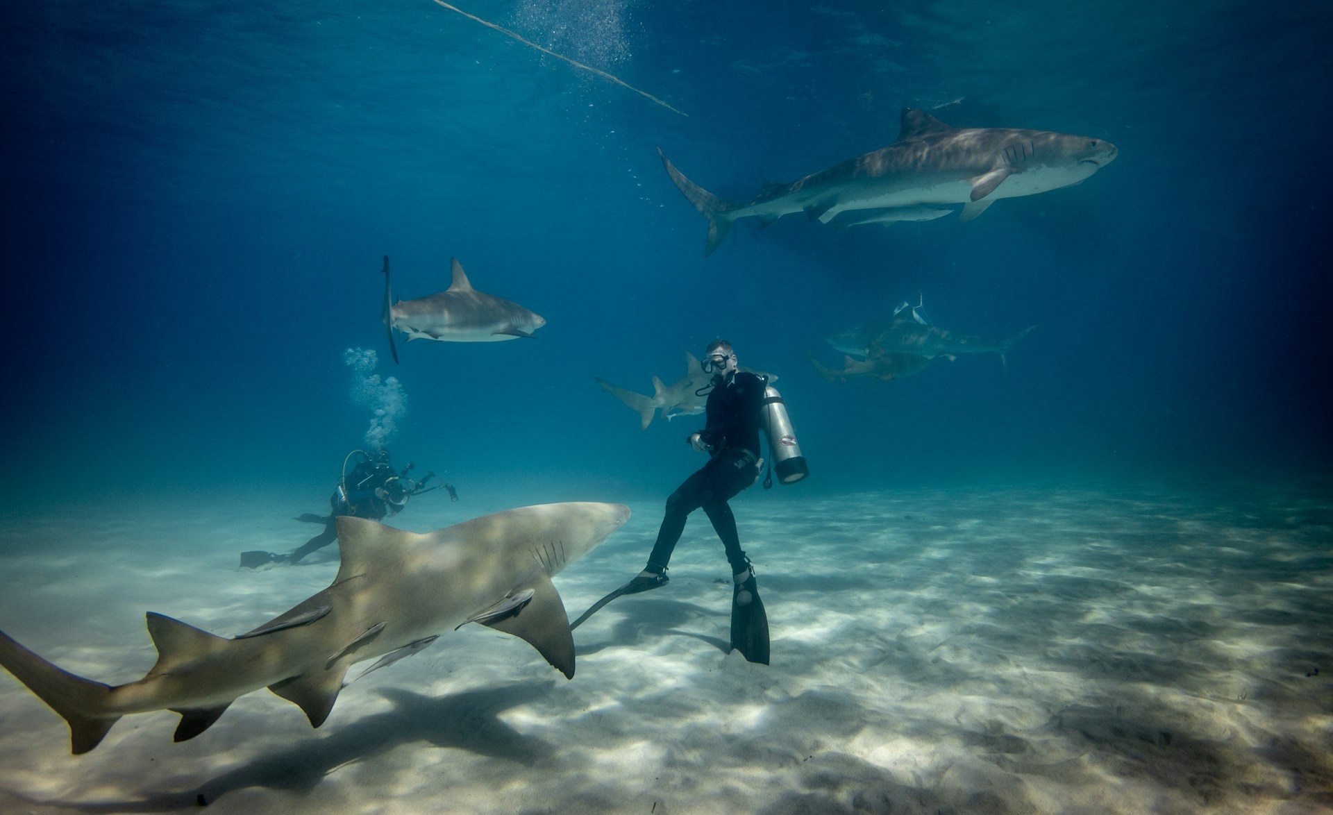 ICMBio Launches Shark Diving Course in Alcatrazes Archipelago