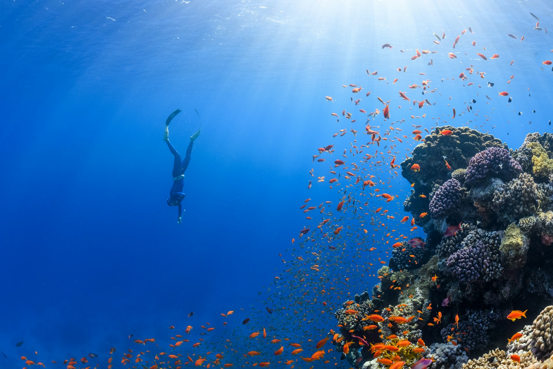 Diving Into Adventure: The 2026 Paris Dive Show Returns to Porte de Versailles
