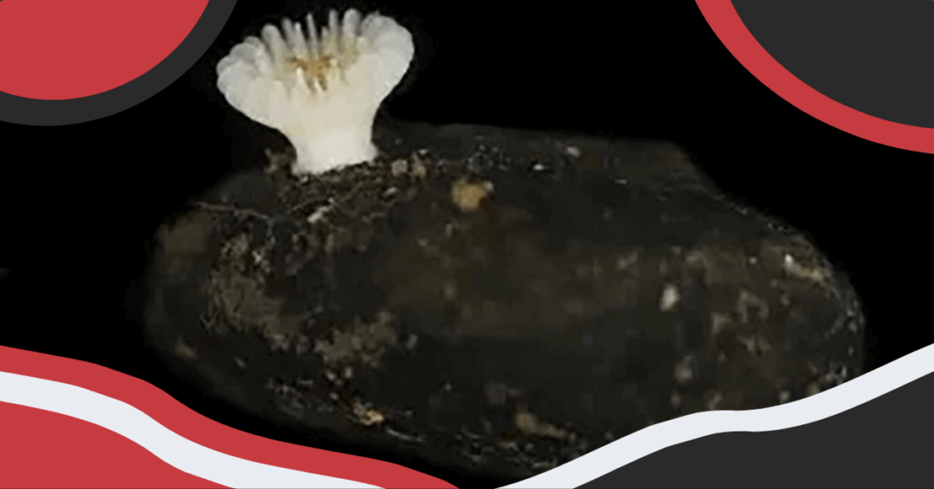 Coral Species