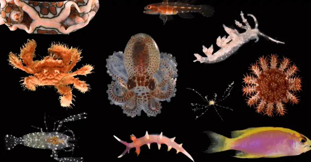 24 new deep-sea species